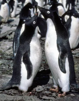 Crabeater seals