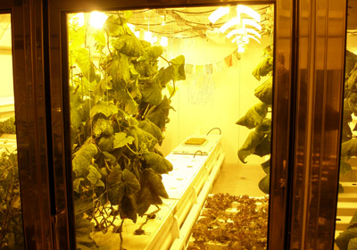 Hydroponics at the south pole