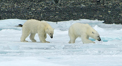 arctic canada travel