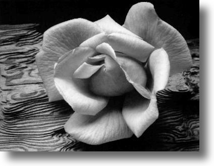 Ansel Adams - Rose and Driftwood
