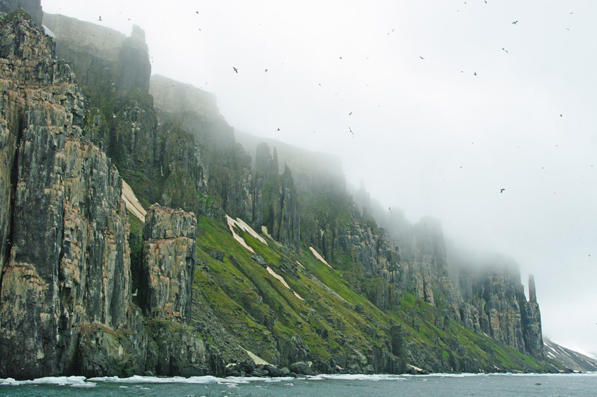 Brunnich's Guillemots, Uria lomvia, nesting on cliffs - 1 - Svalbard