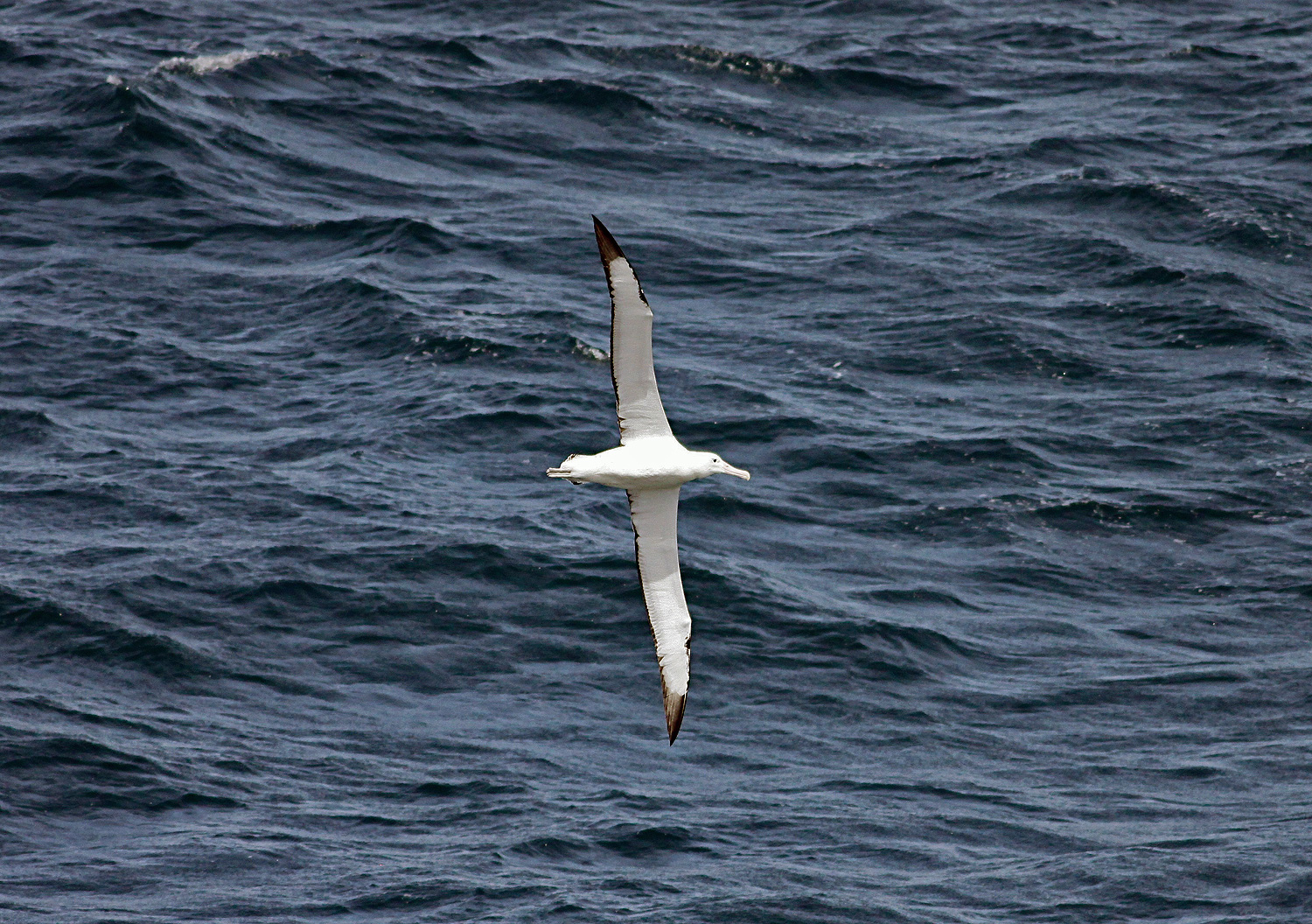 Wandering Albatross - Diomedea exulans - The Bird Which Made the Wind to Blow