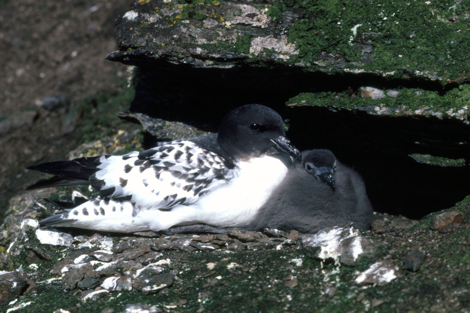 Cape Pigeon - Daption capensis - Parent and Chick on Nest
