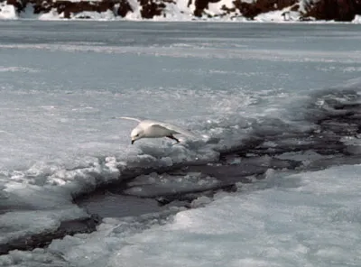 Snow Petrel - Pagadroma nivea Feeding at a Tide Crack