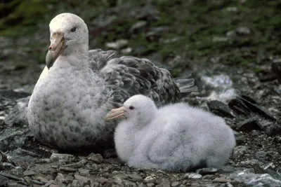 Giant Petrel - Macronectes giganteus - Parent and Chick on Nest