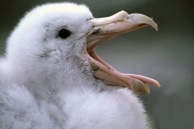Giant Petrel - Macronectes giganteus - Parent and Chick on Nest