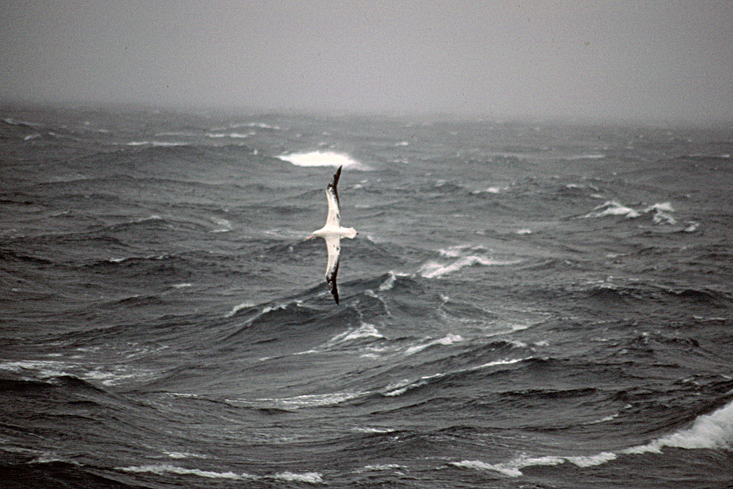 Wandering Albatross - Diomedea exulans - The Bird Which Made the Wind to Blow