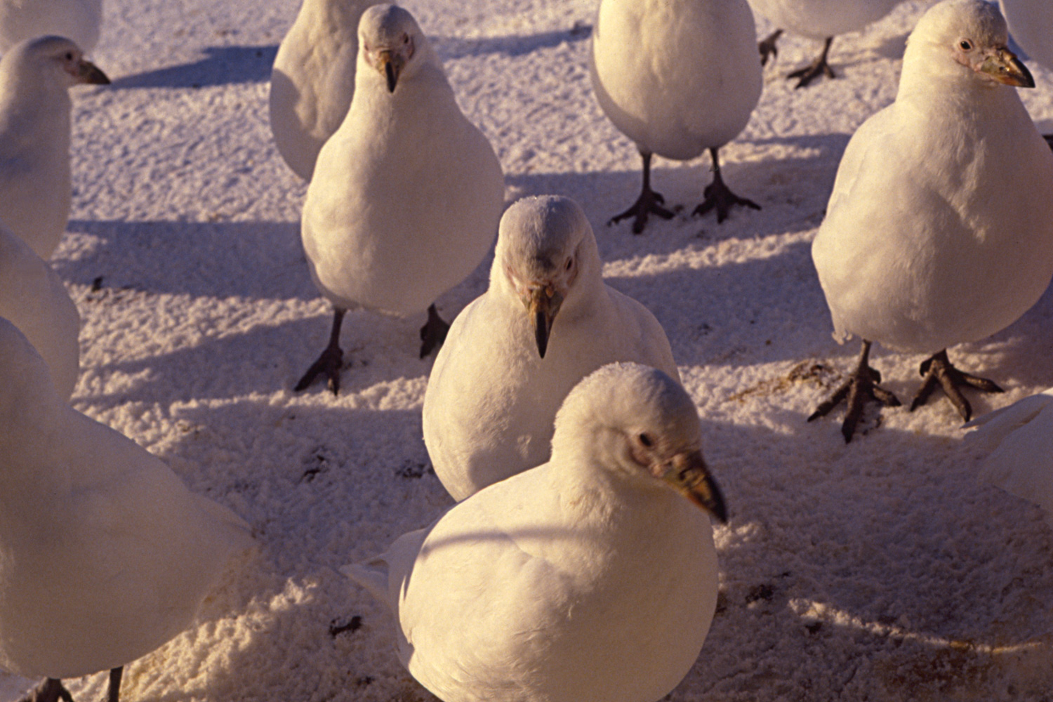 American or Snowy Sheathbill - Chionis albus - Group Outside a Research Base in Winter