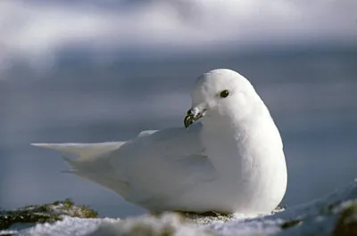 Snow Petrel - Pagadroma nivea Feeding at a Tide Crack