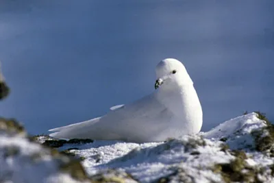 Snow Petrel - Pagadroma nivea Feeding at a Tide Crack