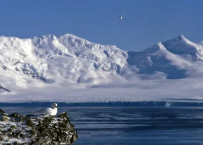 Snow Petrel - Pagadroma nivea Feeding at a Tide Crack