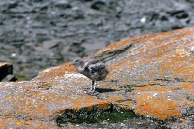 Antarctic or South Polar Skua Chick - Catharacta maccormicki