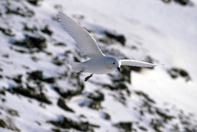 Snow Petrel - Pagadroma nivea - Courting Couple in Flight