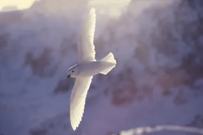 Snow Petrel - Pagadroma nivea - Courting Couple in Flight