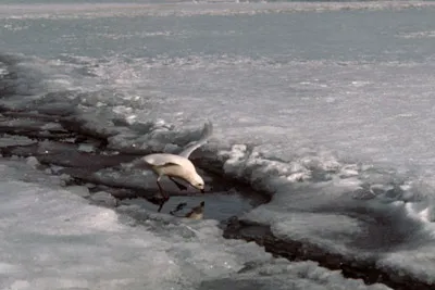 Snow Petrel - Pagadroma nivea Feeding at a Tide Crack