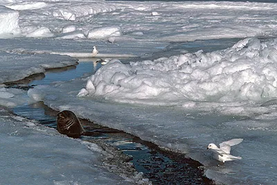 Snow Petrel - Pagadroma nivea Feeding at a Tide Crack