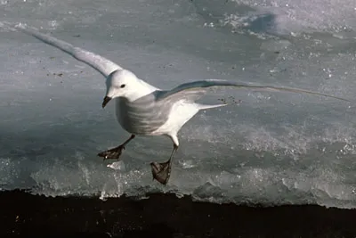 Snow Petrel - Pagadroma nivea Feeding at a Tide Crack