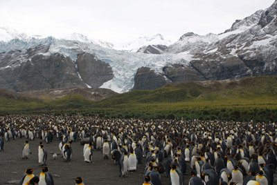 King Penguins, Towering Mountains and Glaciers - South Georgia