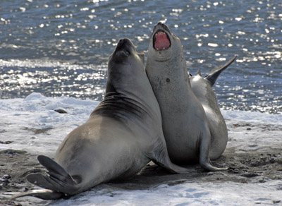 Young Elephant Seals Sparring, South Georgia