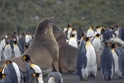 Elephant Seals and King Penguins -  South Georgia