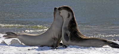 Young Elephant Seals Sparring, South Georgia