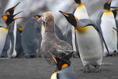 A King Penguin Warns a Predatory Giant Petrel