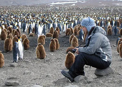 King penguins, South Georgia