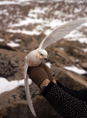 Snow Petrel