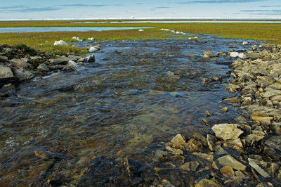 Bylot Island - Melt Stream Running to the Sea