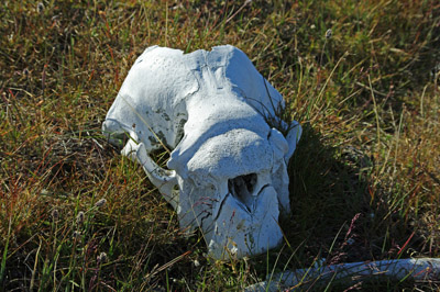 Walrus Skull From a Dorset Culture Summer Settlement Bylot Island