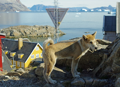 Uummannaq Town Harbour, Greenland With Sled Dog