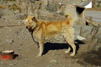 Uummannaq Town, Greenland, Sled Dog