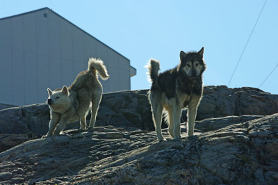 Uummannaq Town, Greenland, Sled Dogs