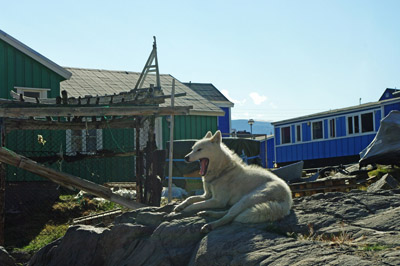 Uummannaq Town, Greenland, Sled Dog