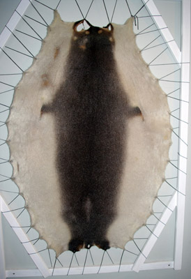 Ilulissat, Greenland, Knud Rasmussen Museum, Seal Skin