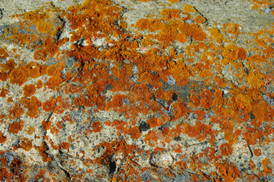 Colourful Lichens Rock, Greenland