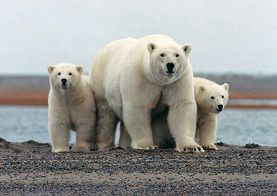 Prince Leopold Island - Polar Bears