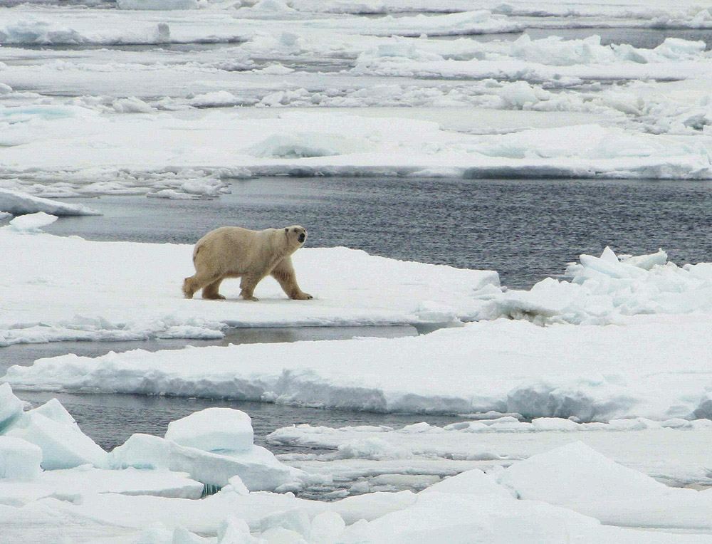 Видео где живут белые медведи 1 класс. Белый медведь Ursus maritimus. Где живут белые медведи фото. Белый медведь Берингово море. Берингово море Полярный медведь.
