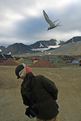 Arctic Tern defending its territory - Sterna paradisaea - Ny Alesund, Svalbard