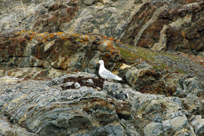 Glaucous Gull, Larus hyperboreus - Svalbard