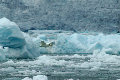 Ivory gull, Pagophila eburnea - 1 - Amongst Ice - Svalbard
