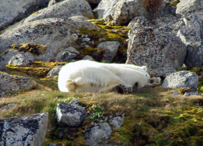 Polar Bear - Svalbard - 2