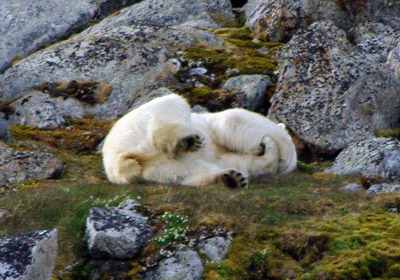 Polar Bear - Svalbard - 3