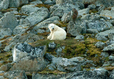 Polar Bear - Svalbard - 6