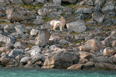 Polar Bear - Svalbard - 8