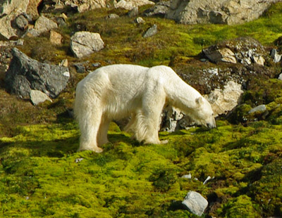 Polar Bear - Svalbard - 10