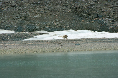 Polar Bear - Svalbard - 14