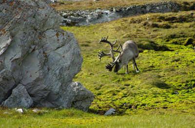 Reindeer Svalbard - 1