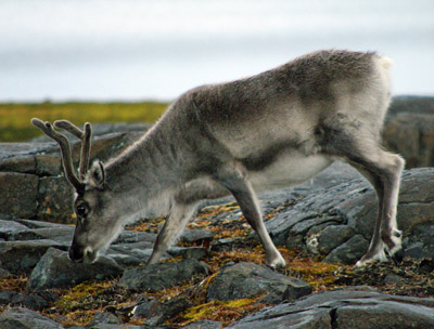 Reindeer Svalbard - 3