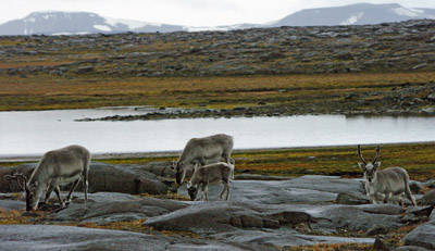 Reindeer Family Group Svalbard - 5